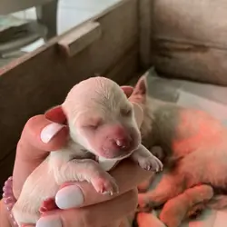Westiepoo puppies