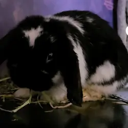 Holland Lopp Bunny Rabbit Babies!
