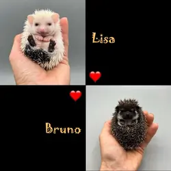 Pedigreed Hedgehog Babies from Ethical Breeder