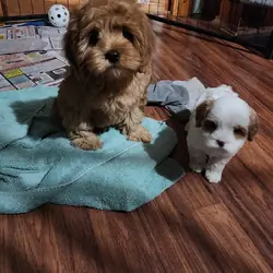 Cavapoo male