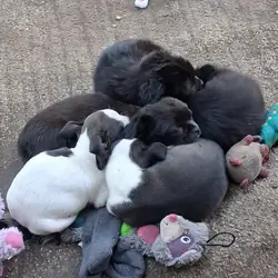 Precious Chug Pup's