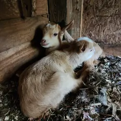 Nigerian Goat Female
