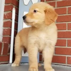 Golden Retriever Puppies for Adoption.