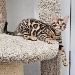 Bengal Kittens for Adoption