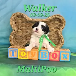 Walker a male MaltiPoo