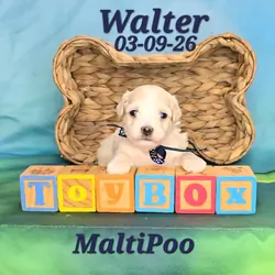 Walter a male MaltiPoo