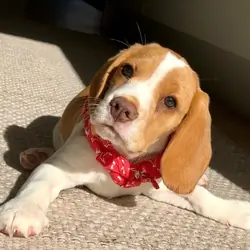 Beagle Puppies For Adoption