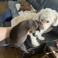Doxiepoo puppy