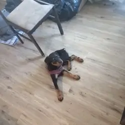 ROTTWEILER PUPPY