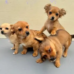 Chiweenie