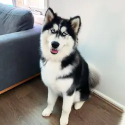 Registered Purebred Siberian Husky Puppies