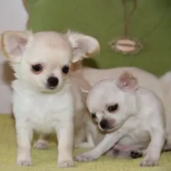 Small Chihuahua