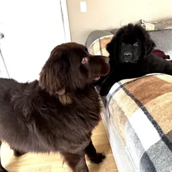 Saint bernewfie pups