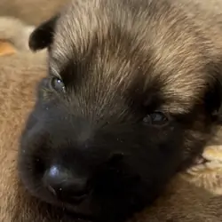 Belgian Malinois X puppies