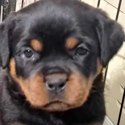 AKC Rottweiler pups