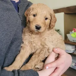 Golden Doodle