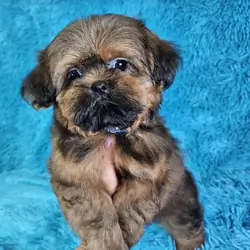 Imperial Shih Tzu puppy male  8 months old