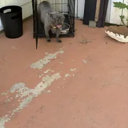 French bulldog