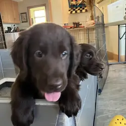 Pure Bred Flat-Coat Retriever Liver-Colored
