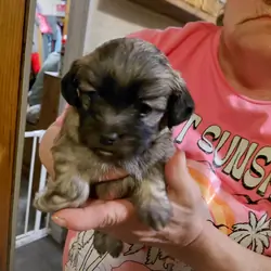 Puppy