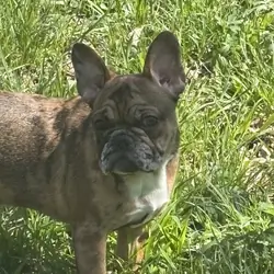 French bulldog