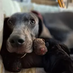 Weizsla puppies. Weimaraner and Vizsla