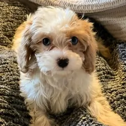 Rehoming very beautiful Cvapoo