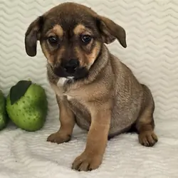Mixed breed puppies for sale