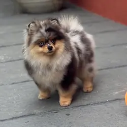 Cute Pomeranian Puppies for Adoption