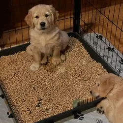 Sweet Golden Retriever Puppies for Rehoming