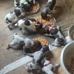 German Shorthaired Pointer Puppies
