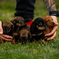 Dachshund