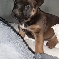 Puppy