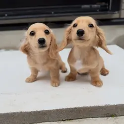 Dachshunds puppies