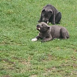 Pupppies