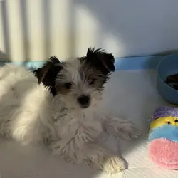 🐾 Yorkshire Terrier (Parti Color) – Female – Reho