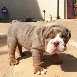 English bulldog puppies