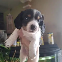 Mini doxen puppies