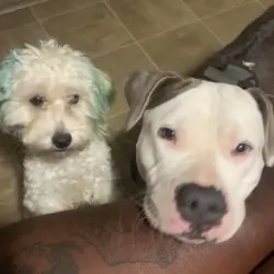 Maltipoo