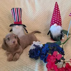Mini long Dachshunds pups