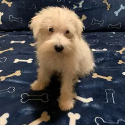 Beautiful White Male Mini Schnauzer Puppy
