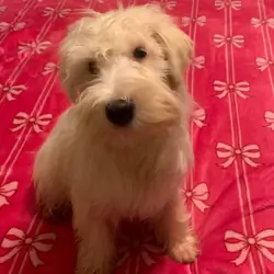 Beautiful Female Mini Schnauzer Puppy