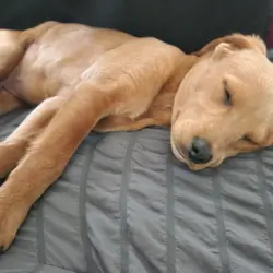 Red bone coon mix with lab puppy