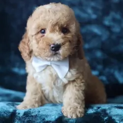 F1b Micro Mini Goldendoodles