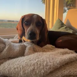 Beagle