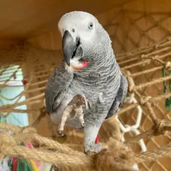 African grey Parrot