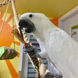 Umbrella Cockatoo