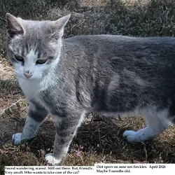 Found Kitten