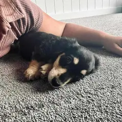 Puppies( Miniature Longhaired Dachshunds)