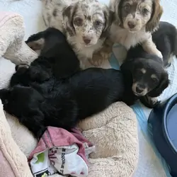 puppy